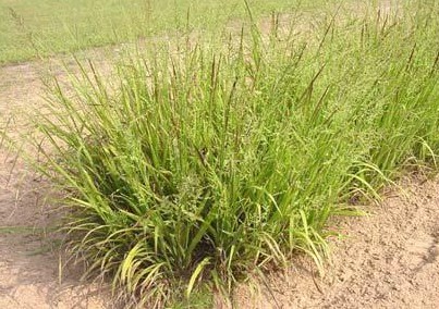 Panicum anceps